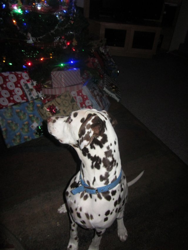 Lucky ready to open presents