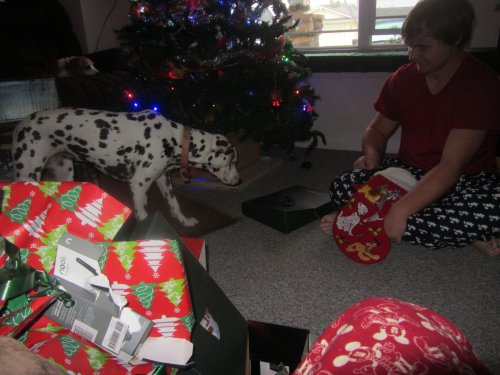 Lucky watching Jonny open presents