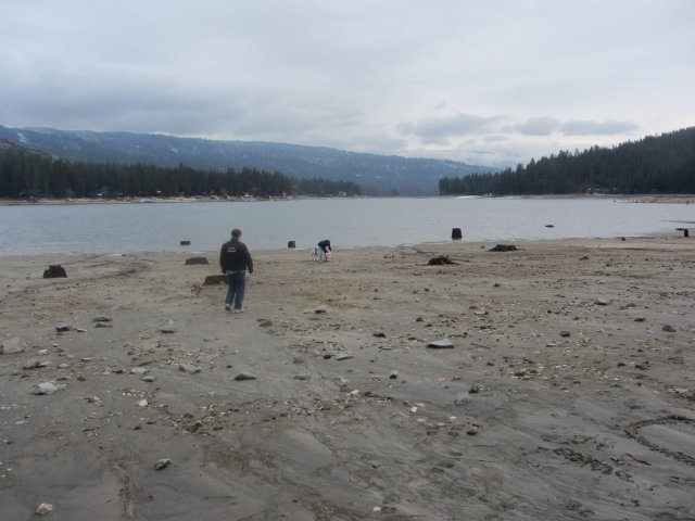 Family and dogs