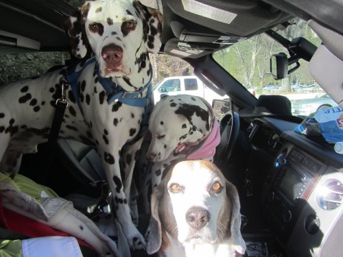 Dogs in car