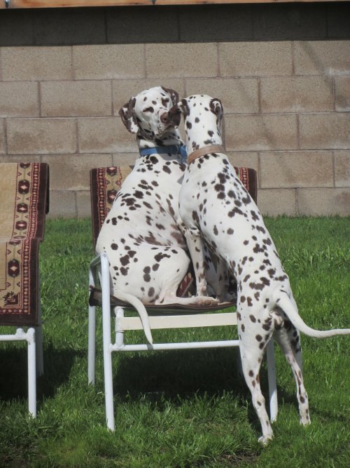 Dogs in chair