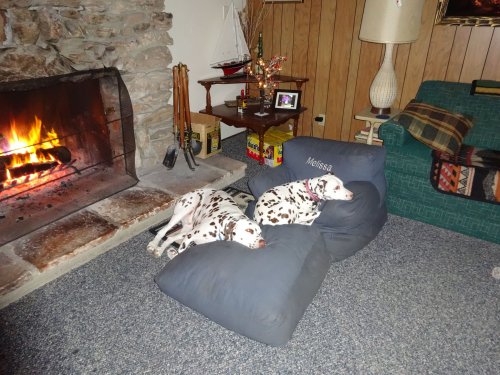 Dixie and Lucky by the fire