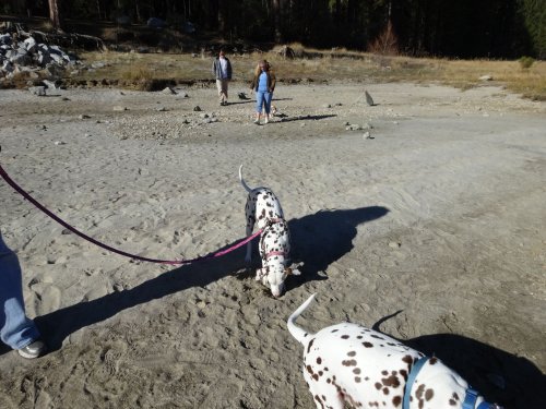 Family and dogs by the lake