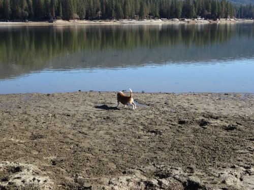 Riley by the lake