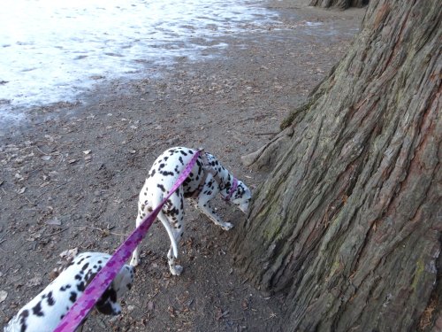 Dixie and Lucky exploring