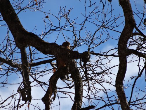 Hawk in tree