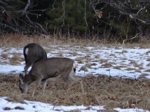 Deer in valley