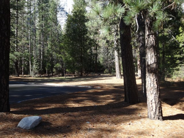 Deer in the distance