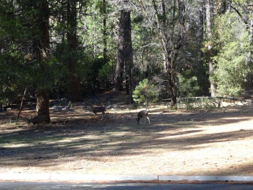 Deer