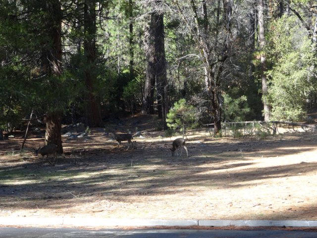 Deer