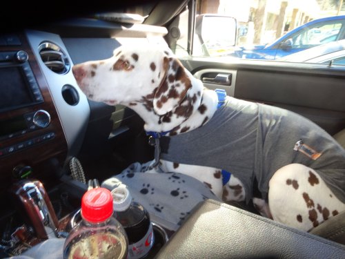 Lucky going for a ride