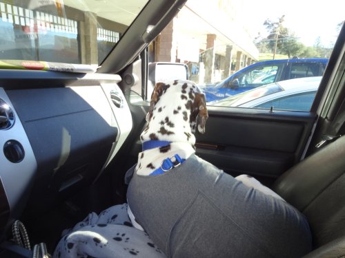 Lucky going for a ride