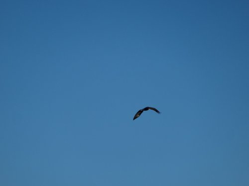 eagle
