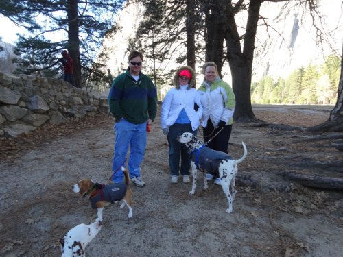 family and dogs