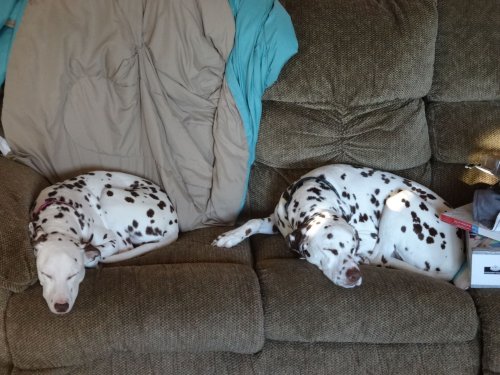 Lucky and Dixie