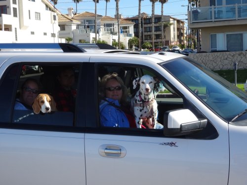 family and dogs