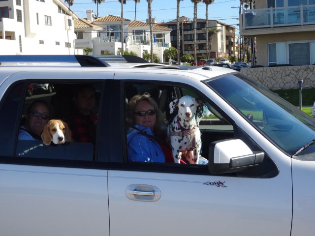 family and dogs