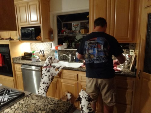 Jonny getting help from dogs as he carves the Christmas ham