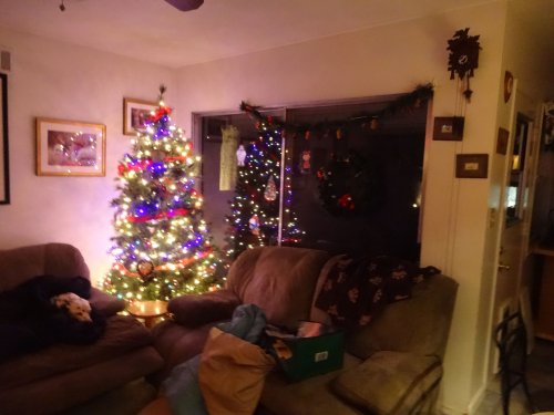 Lucky and Christmas tree