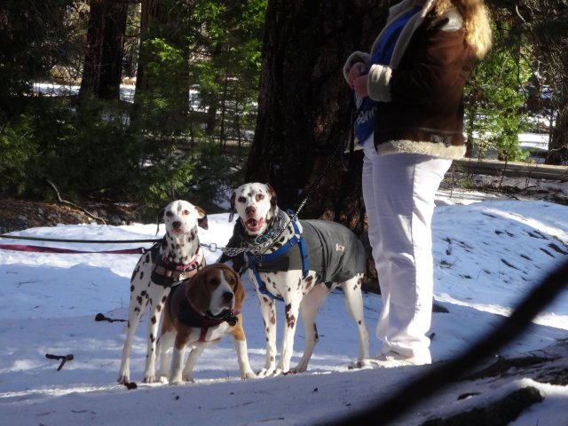 Missy and dogs