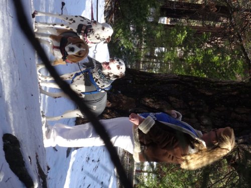 Missy and dogs