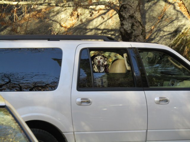 Lori and dogs in front seat 