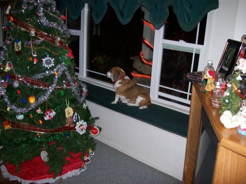 Riley inspecting the Christmas tree 