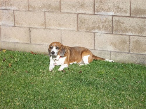 Riley relaxing 