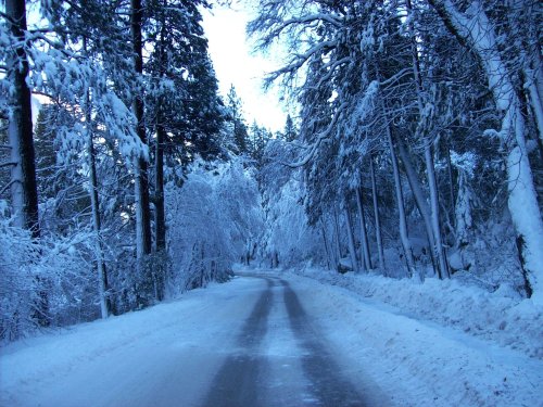 Road on the way to Camp Curry 