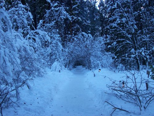 Path at Camp Curry 