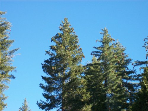 Sugarpine cones 