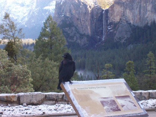 Raven in Yosemite VAlley 