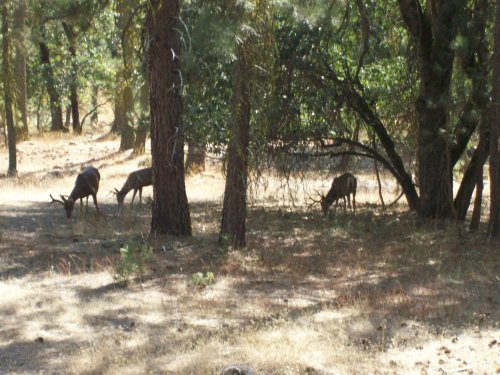 Deer in Wawona 