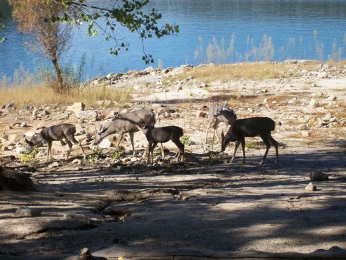 Deer in cove by dam at Bass Lake 