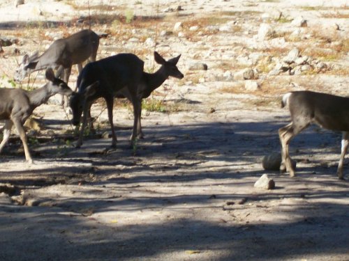 Deer in cove by dam at Bass Lake 