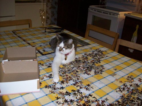 JC helping with the puzzle 