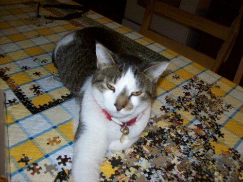 JC helping with the puzzle 