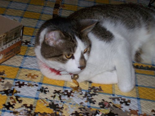 JC helping with the puzzle 
