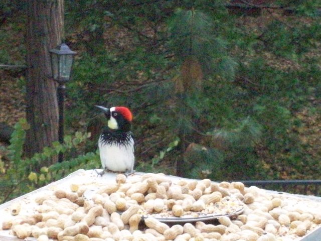 Acorn woodpecker selecting a peanut 