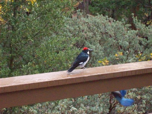 Woodpecker on rail and Blue Jay in flight 