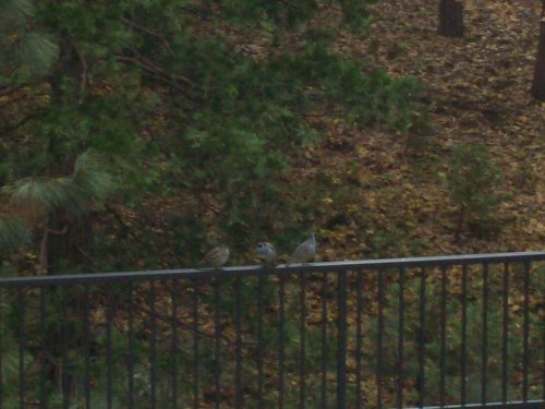 Quail on the rail 