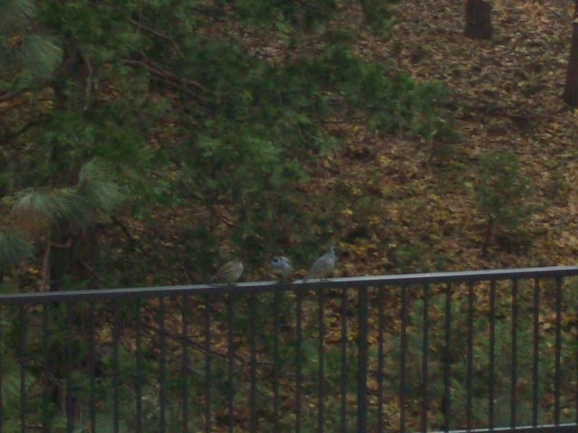 Quail on the rail 