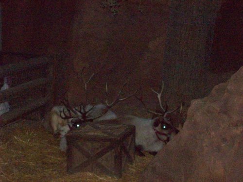 Reindeer at Disneyland 