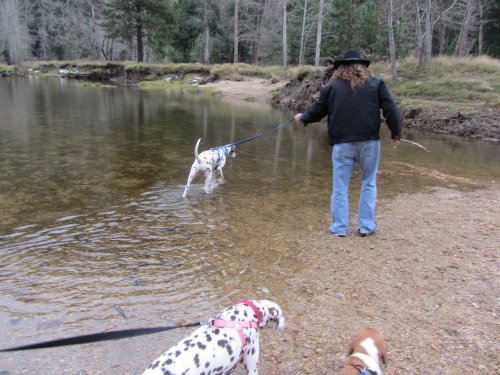 Jon and dogs 