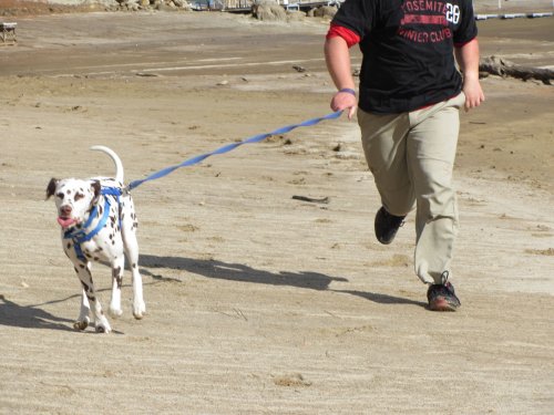 Jonny and Lucky running 