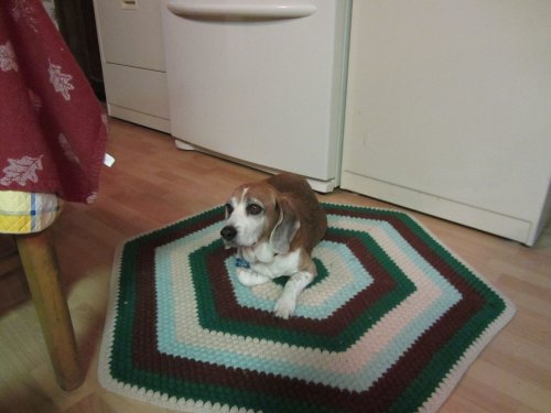 Riley standing guard in the kitchen 