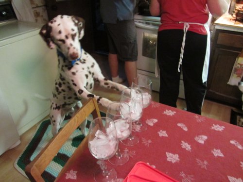 Lucky supervising in the kitchen 