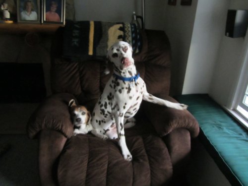 Riley and Lucky relaxing 