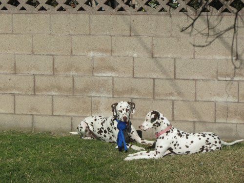 Lucky and Dixie relaxing 