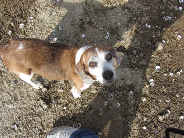 Riley 